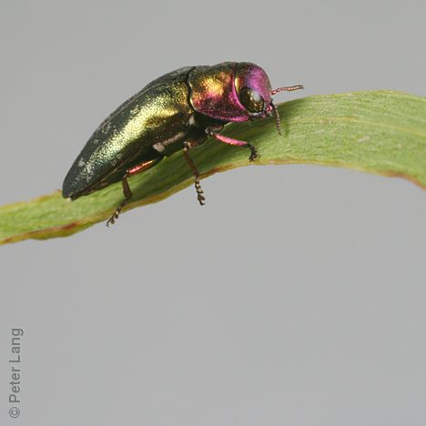 Diphucrania chalcophora, PL1014H, male, on Acacia retinodes, SL, 6.7 × 2.5 mm